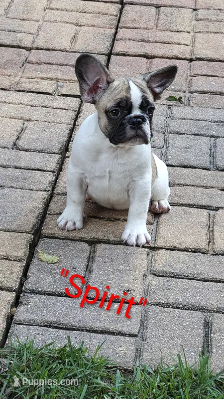 Spirit – French Bulldog puppy for sale in Lake Helen, FL