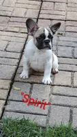 Spirit, a male French Bulldog for sale in Lake Helen, FL – 4 of 10