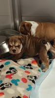 Irvanka, a female English Bulldog for sale in Lake Helen, FL – 4 of 5
