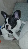 Sparkles, a male French Bulldog for sale in Lake Helen, FL – 8 of 10