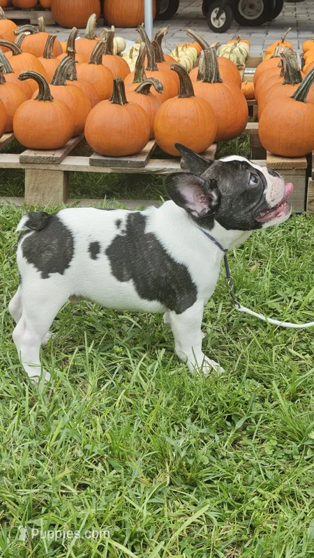 Sparkles – French Bulldog puppy for sale in Lake Helen, FL