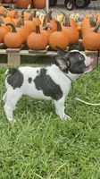 Sparkles, a male French Bulldog for sale in Lake Helen, FL – 2 of 10