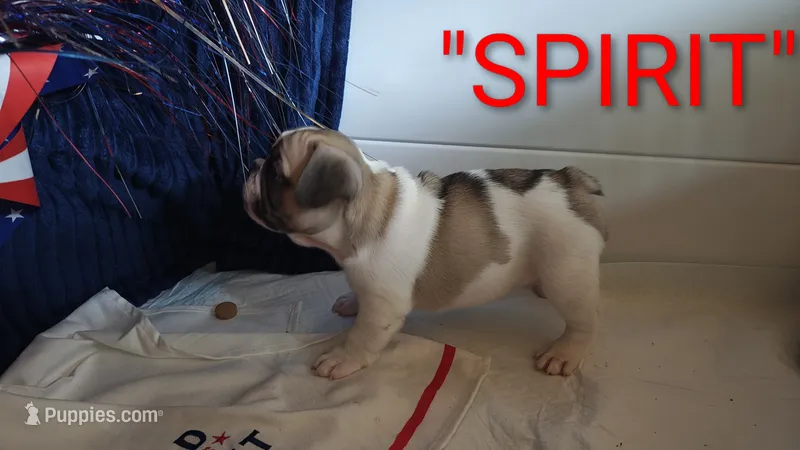 Spirit – French Bulldog puppy for sale in Lake Helen, FL