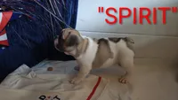 Spirit, a male French Bulldog for sale in Lake Helen, FL – 1 of 4