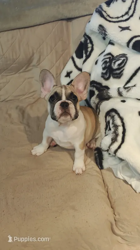 Franklin – French Bulldog puppy for sale in Lake Helen, FL