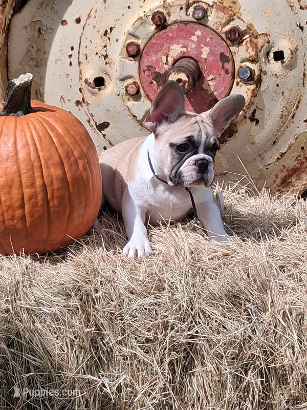 Franklin – French Bulldog puppy for sale in Lake Helen, FL