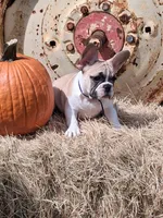 Franklin, a male French Bulldog for sale in Lake Helen, FL – 1 of 9