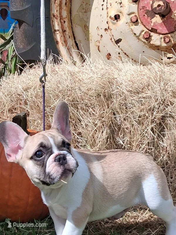 Franklin – French Bulldog puppy for sale in Lake Helen, FL