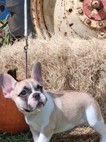 Franklin, a male French Bulldog for sale in Lake Helen, FL – 3 of 9