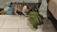 Spirit, a male French Bulldog for sale in Lake Helen, FL – 10 of 10