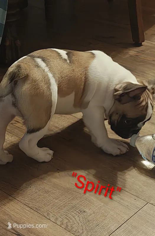 Spirit – French Bulldog puppy for sale in Lake Helen, FL
