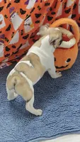 Spirit, a male French Bulldog for sale in Lake Helen, FL – 8 of 10