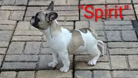 Spirit, a male French Bulldog for sale in Lake Helen, FL – 5 of 10