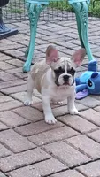 Franklin, a male French Bulldog for sale in Lake Helen, FL – 8 of 9