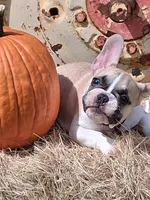 Franklin, a male French Bulldog for sale in Lake Helen, FL – 2 of 9