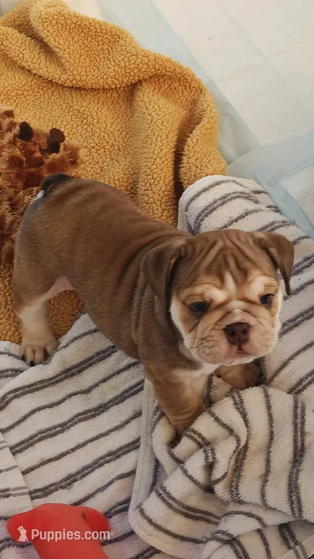 Irvanka – English Bulldog puppy for sale in Lake Helen, FL