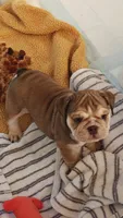 Irvanka, a female English Bulldog for sale in Lake Helen, FL – 1 of 5