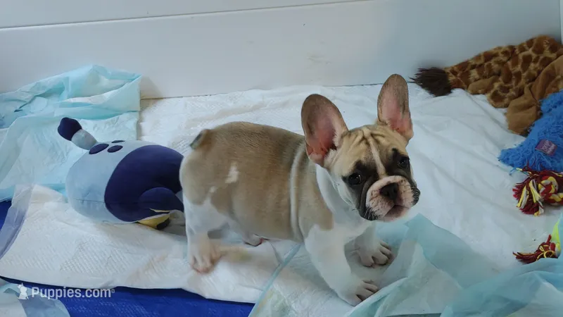 Franklin – French Bulldog puppy for sale in Lake Helen, FL