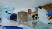Franklin, a male French Bulldog for sale in Lake Helen, FL – 5 of 9