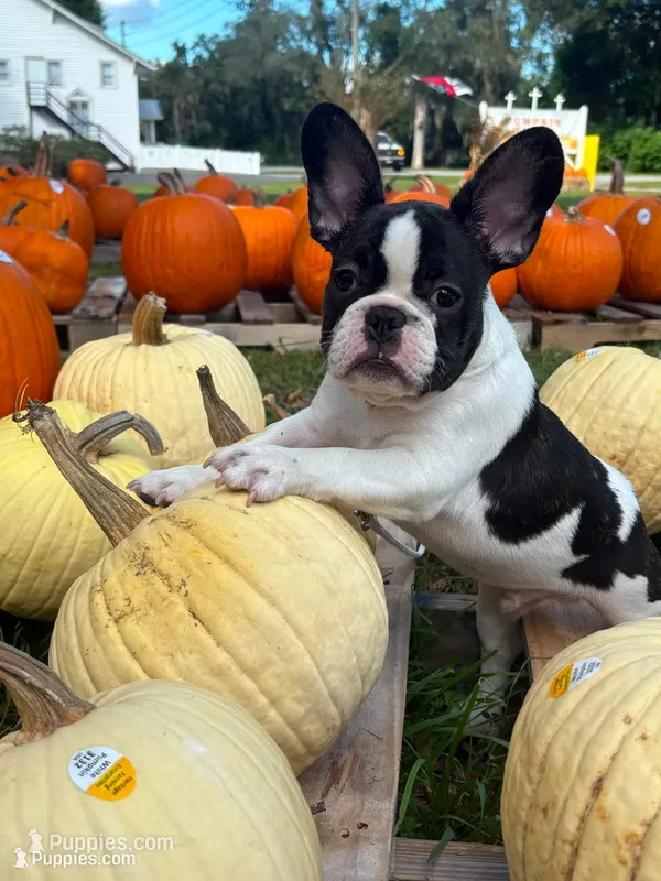 Sparkles – French Bulldog puppy for sale in Lake Helen, FL
