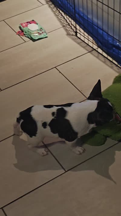 Sparkles, a male French Bulldog for sale in Lake Helen, FL – 10 of 10