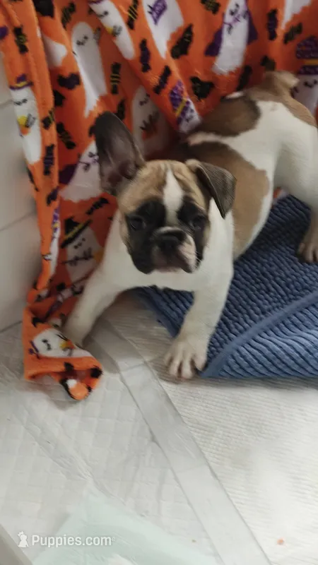 Spirit – French Bulldog puppy for sale in Lake Helen, FL
