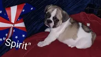 Spirit, a male French Bulldog for sale in Lake Helen, FL – 2 of 4