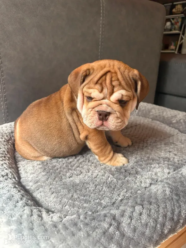 Irvanka – English Bulldog puppy for sale in Lake Helen, FL