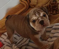 Irvanka, a female English Bulldog for sale in Lake Helen, FL – 2 of 5