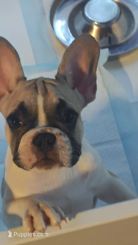 Franklin – French Bulldog puppy for sale in Lake Helen, FL
