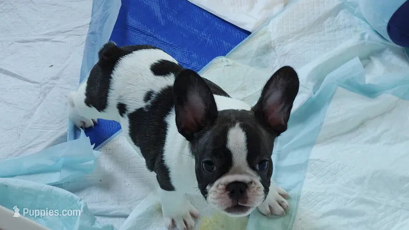Sparkles – French Bulldog puppy for sale in Lake Helen, FL