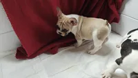 Franklin, a male French Bulldog for sale in Lake Helen, FL – 3 of 5