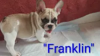 Franklin, a male French Bulldog for sale in Lake Helen, FL – 5 of 5