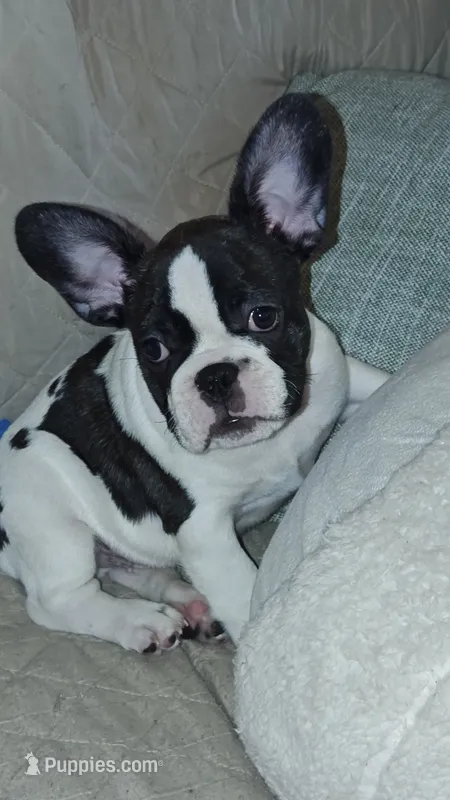 Sparkles – French Bulldog puppy for sale in Lake Helen, FL