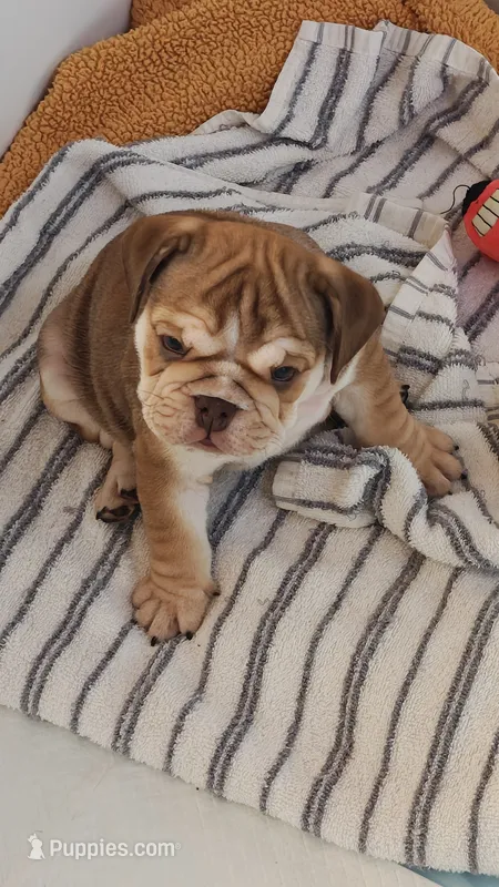 Irvanka – English Bulldog puppy for sale in Lake Helen, FL