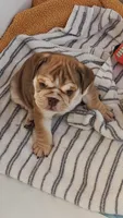 Irvanka, a female English Bulldog for sale in Lake Helen, FL – 3 of 5