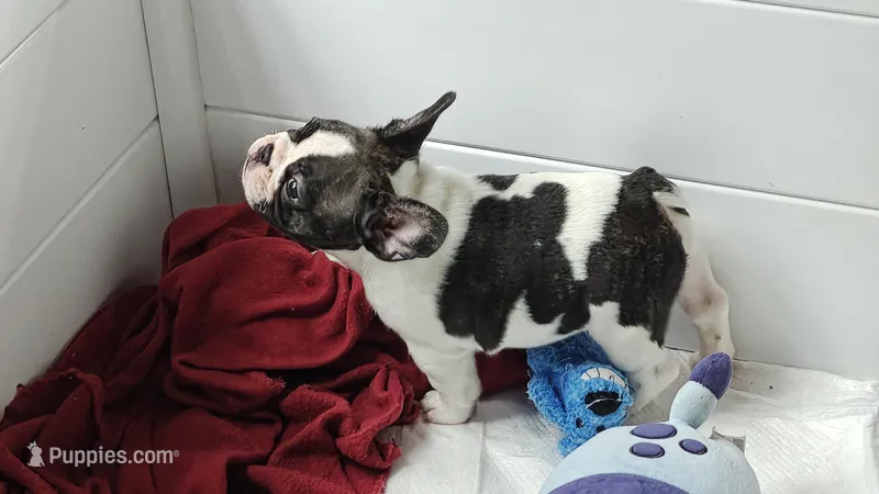 Sparkles – French Bulldog puppy for sale in Lake Helen, FL