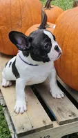 Sparkles, a male French Bulldog for sale in Lake Helen, FL – 1 of 10