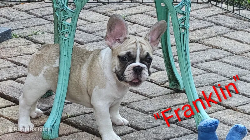 Franklin – French Bulldog puppy for sale in Lake Helen, FL