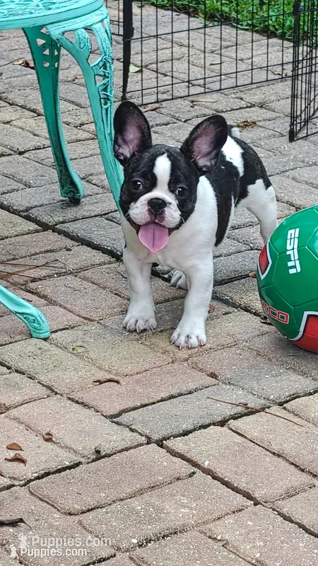 Sparkles – French Bulldog puppy for sale in Lake Helen, FL