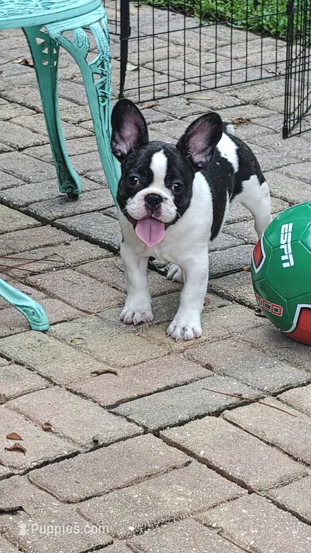 Sparkles – French Bulldog puppy for sale in Lake Helen, FL