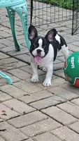 Sparkles, a male French Bulldog for sale in Lake Helen, FL – 3 of 10