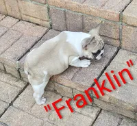 Franklin, a male French Bulldog for sale in Lake Helen, FL – 6 of 9