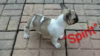 Spirit, a male French Bulldog for sale in Lake Helen, FL – 6 of 10