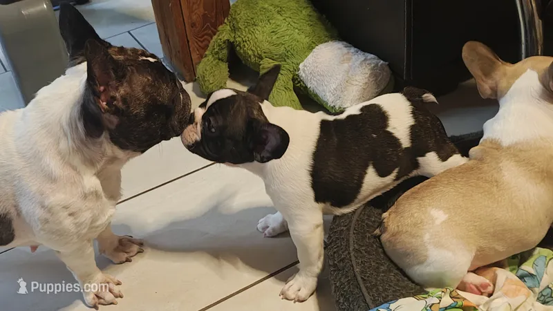 Sparkles – French Bulldog puppy for sale in Lake Helen, FL