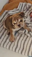 Irvanka, a female English Bulldog for sale in Lake Helen, FL – 5 of 5