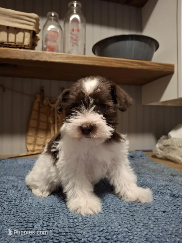 Mollie – Miniature Schnauzer puppy for sale in Carnesville, GA