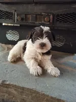 Mollie, a female Miniature Schnauzer for sale in Carnesville, GA – Photo 3 of 3