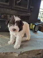 Mollie, a female Miniature Schnauzer for sale in Carnesville, GA – Photo 1 of 3