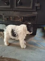 Mollie, a female Miniature Schnauzer for sale in Carnesville, GA – Photo 2 of 3